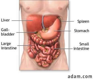 liver-abdomen
